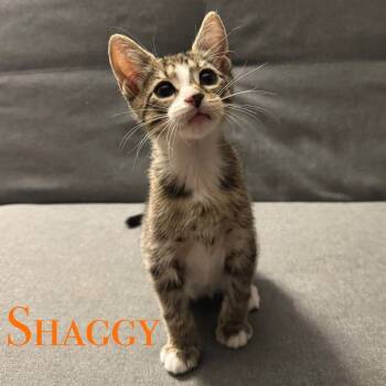 Rescue Domestic Short Hair Cats for Adoption in Philadelphia, Pennsylvania - Shaggy | PetCurious