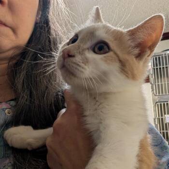 George -  Domestic Short Hair Cat for Adoption in Reisterstown, Maryland - George | PetCurious