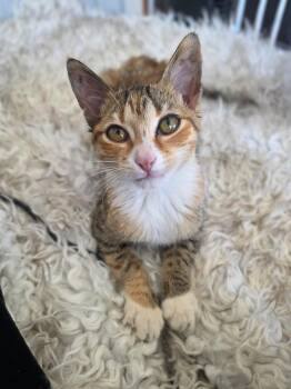 Rescue Domestic Short Hair Cats for Adoption in Baldwin, Maryland - Biscuit | PetCurious