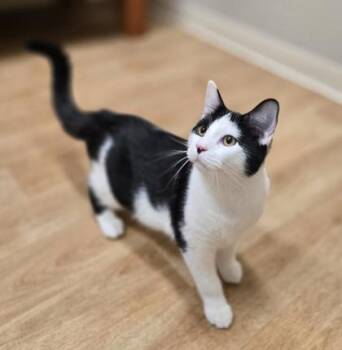 Rescue Domestic Short Hair Cats for Adoption in Woodstock, Illinois - Cypress | PetCurious