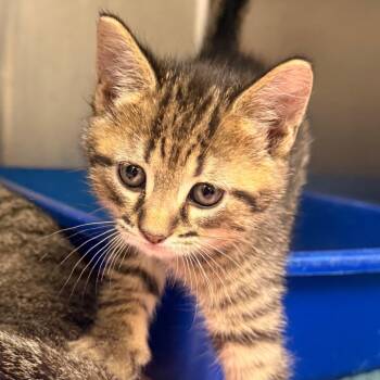 Domestic Short Hair Cats Available for Adoption in Evansville, Indiana - Tony | PetCurious