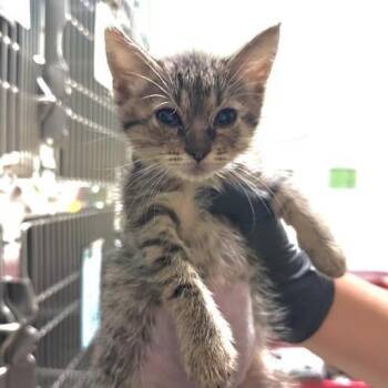 Kissy -  Domestic Short Hair Cat for Adoption in Pasadena, California - Kissy | PetCurious