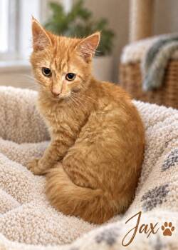 Jax -  Domestic Medium Hair Cat for Adoption in Pawleys Island, South Carolina - Jax | PetCurious