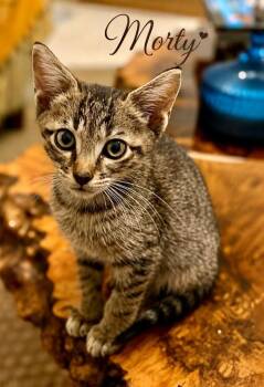 Morty -  Domestic Short Hair Cat for Adoption in Hudson, New Hampshire - Morty | PetCurious