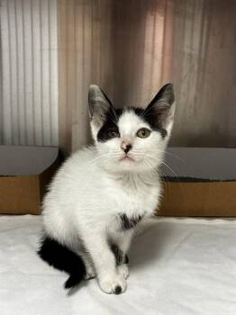 ZOEY -  Domestic Short Hair Cat for Adoption in Fort Lauderdale, Florida - ZOEY | PetCurious
