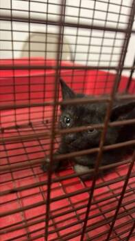 A657707 -  Domestic Short Hair Cat for Adoption in Houston, Texas - A657707 | PetCurious