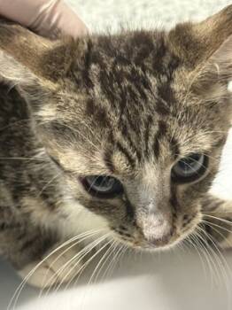 Rescue Domestic Short Hair Cats for Adoption in West Chester, Pennsylvania - Belly | PetCurious