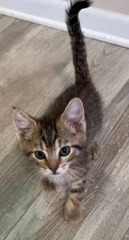 Domestic Short Hair Cats Available for Adoption in Saint Clairsville, Ohio - Ringo | PetCurious