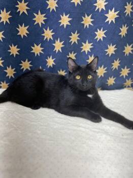 Domestic Short Hair Cats Available for Adoption - Zoe | PetCurious