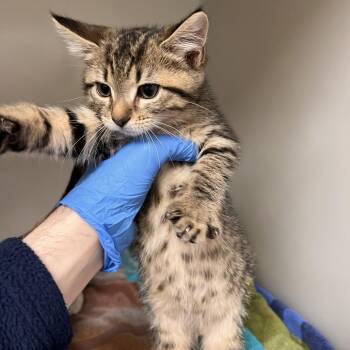 72401 -  Domestic Short Hair Cat for Adoption in Harrisonburg, Virginia - 72401 | PetCurious