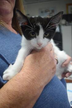 Rescue Domestic Short Hair Cats for Adoption in Pahrump, Nevada - Mahoney K2 | PetCurious