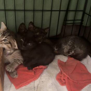 Me-Oh-My 16 -  Domestic Short Hair Cat for Adoption in Austin, Texas - Me-Oh-My 16 | PetCurious