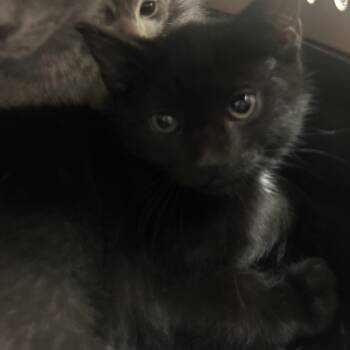 Arya -  Domestic Short Hair Cat for Adoption in Philadelphia, Pennsylvania - Arya | PetCurious