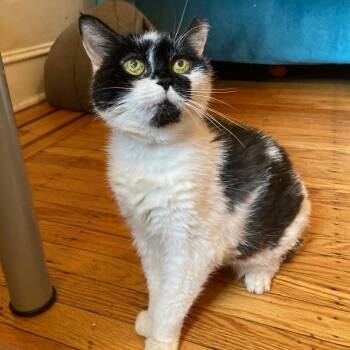 Pam -  Domestic Medium Hair and Mixed Breed Cat for Adoption in Philadelphia, Pennsylvania - Pam | PetCurious