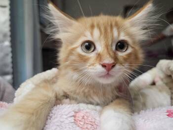 Edwin -  Tabby and Domestic Medium Hair Cat Available for Adoption in Lombard, Illinois - Edwin | PetCurious