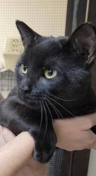 Mistery -  American Shorthair Cat for Adoption in Medford, Massachusetts - Mistery | PetCurious