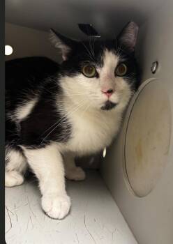 American Shorthair Cats Available for Adoption in Greenfield, Indiana - Sylvester | PetCurious