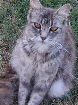 Daphne -  Domestic Medium Hair Cat Available for Adoption in Mount Pleasant, Texas - Daphne | PetCurious