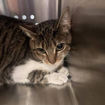 Cleo -  Domestic Short Hair Cat for Adoption in Knoxville, Tennessee - Cleo | PetCurious