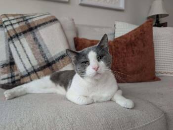 Horatio (Berloiz) -  Domestic Short Hair Cat for Adoption in Chicago, Illinois - Horatio (Berloiz) | PetCurious