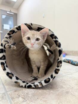 Rescue Domestic Short Hair Cats for Adoption in Hays, Kansas - Grogu | PetCurious