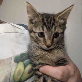 Rescue Domestic Short Hair Cats for Adoption in Winchester, Virginia - Jinu | PetCurious