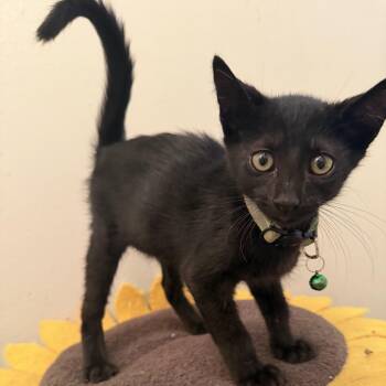 Moon -  Domestic Short Hair Cat for Adoption in Liverpool, Texas - Moon | PetCurious