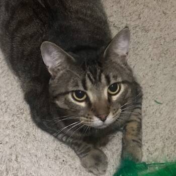 Rescue Domestic Short Hair Cats for Adoption in Kansas City, Missouri - Atticus | PetCurious