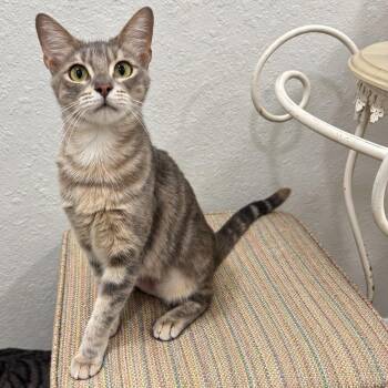 Alexa -  Domestic Short Hair Cat for Adoption in Hopkinton, Massachusetts - Alexa | PetCurious
