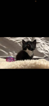 Rescue Domestic Medium Hair Cats for Adoption in Tacoma, Washington - Caden | PetCurious