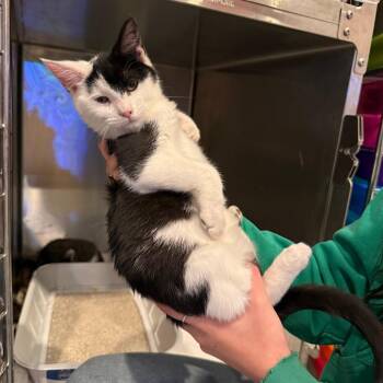 Gillian -  Domestic Short Hair Cat for Adoption in Bend, Oregon - Gillian | PetCurious