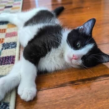 Leroy- Best friends with his brother Elroy -  Domestic Short Hair Cat for Adoption in West Jefferson, Ohio - Leroy- Best Friends With His Brother Elroy | PetCurious