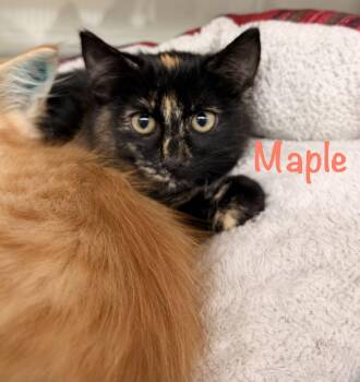 Maple -  Tortoiseshell Cat for Adoption in Crescent City, California - Maple | PetCurious