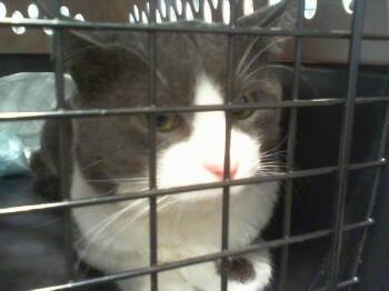 BODHI -  Domestic Short Hair Cat for Adoption in Charlotte, North Carolina - BODHI | PetCurious