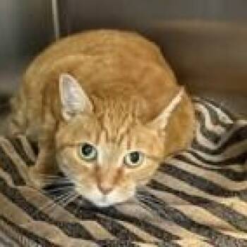 Princess -  Domestic Short Hair Cat Available for Adoption in Bridgewater, New Jersey - Princess | PetCurious