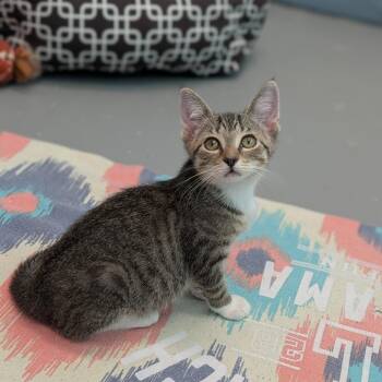 Azul -  Domestic Short Hair Cat for Adoption in Cape Girardeau, Missouri - Azul | PetCurious