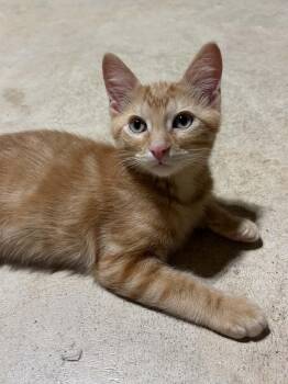 Hobbes -  Domestic Short Hair Cat for Adoption in Herculaneum, Missouri - Hobbes | PetCurious