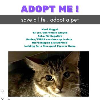 Rescue Domestic Short Hair Cats for Adoption in Pottsville, Pennsylvania - Nugget | PetCurious