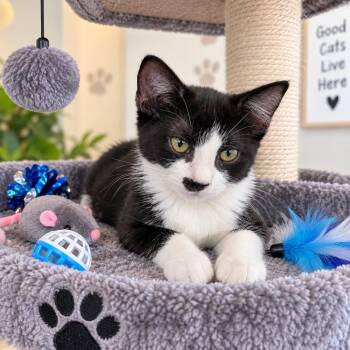 Panda -  Domestic Short Hair Cat for Adoption in Chandler, Arizona - Panda | PetCurious