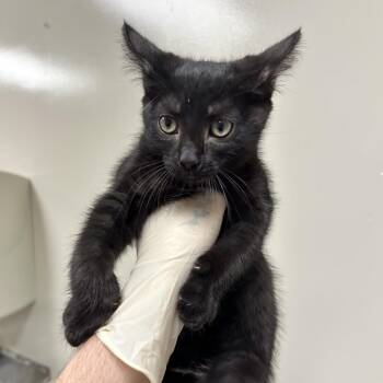 Tuna -  Domestic Short Hair Cat for Adoption in Reno, Nevada - Tuna | PetCurious