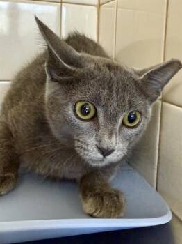IXI -  Domestic Short Hair Cat for Adoption in San Antonio, Texas - IXI | PetCurious