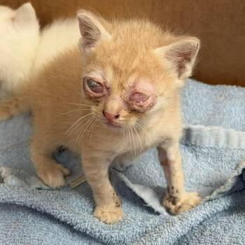 Argan 26-07-067 -  Domestic Short Hair Cat for Adoption in Bastrop, Texas - Argan 26-07-067 | PetCurious