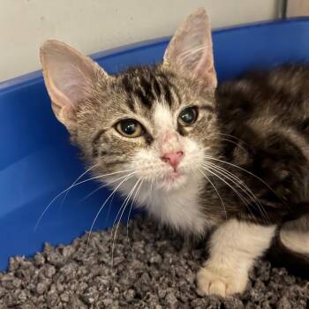 Domestic Short Hair Cats Available for Adoption - Churro | PetCurious