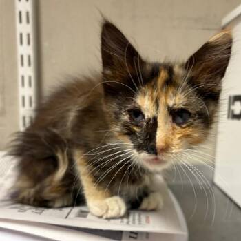 Cinder -  Domestic Medium Hair Cat for Adoption in Yuma, Arizona - Cinder | PetCurious