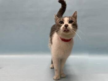 Lil` Tiny Freda -  Domestic Short Hair Cat for Adoption in Golden Valley, Minnesota - Lil` Tiny Freda | PetCurious
