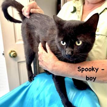 Spooky -s -  Domestic Short Hair Cat for Adoption in Sequatchie, Tennessee - Spooky -s | PetCurious