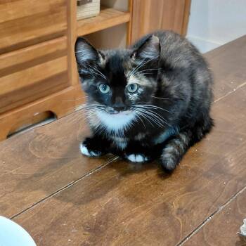 Willa -  Calico Cat for Adoption in Charlotte, North Carolina - Willa | PetCurious