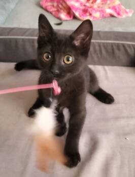 Rescue Domestic Short Hair Cats for Adoption in Temecula, California - Sabrina | PetCurious