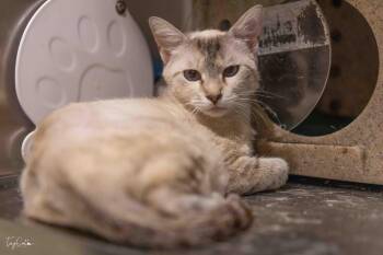 Safflower -  Domestic Short Hair Cat for Adoption in Lincoln, California - Safflower | PetCurious