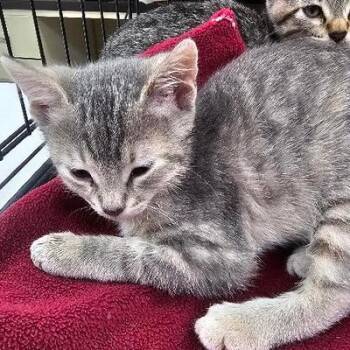 Blossom -  Domestic Short Hair Cat for Adoption in Starkville, Mississippi - Blossom | PetCurious